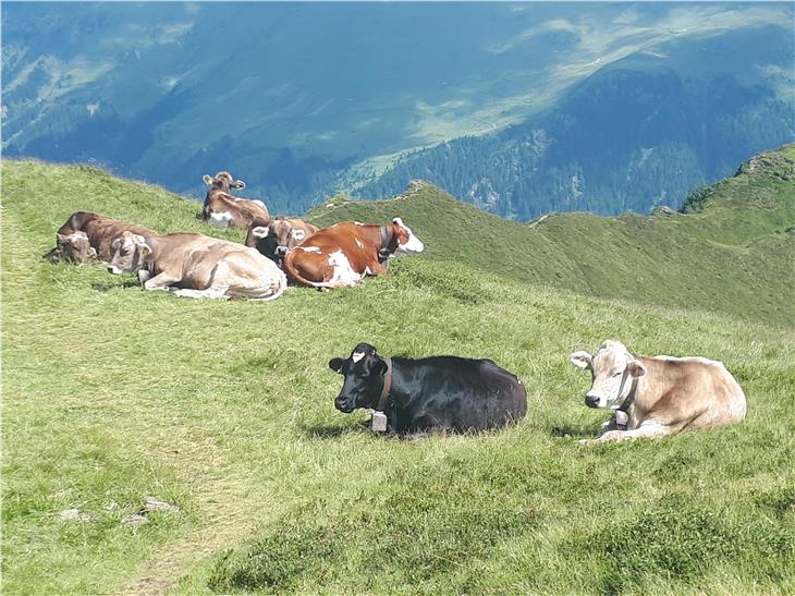 Le aziende zootecniche per rispettare i limiti del carico minimo e massimo di bestiame avranno tempo fino al 30 giugno 2021. (Foto: ASP/Dipartimento agricoltura)