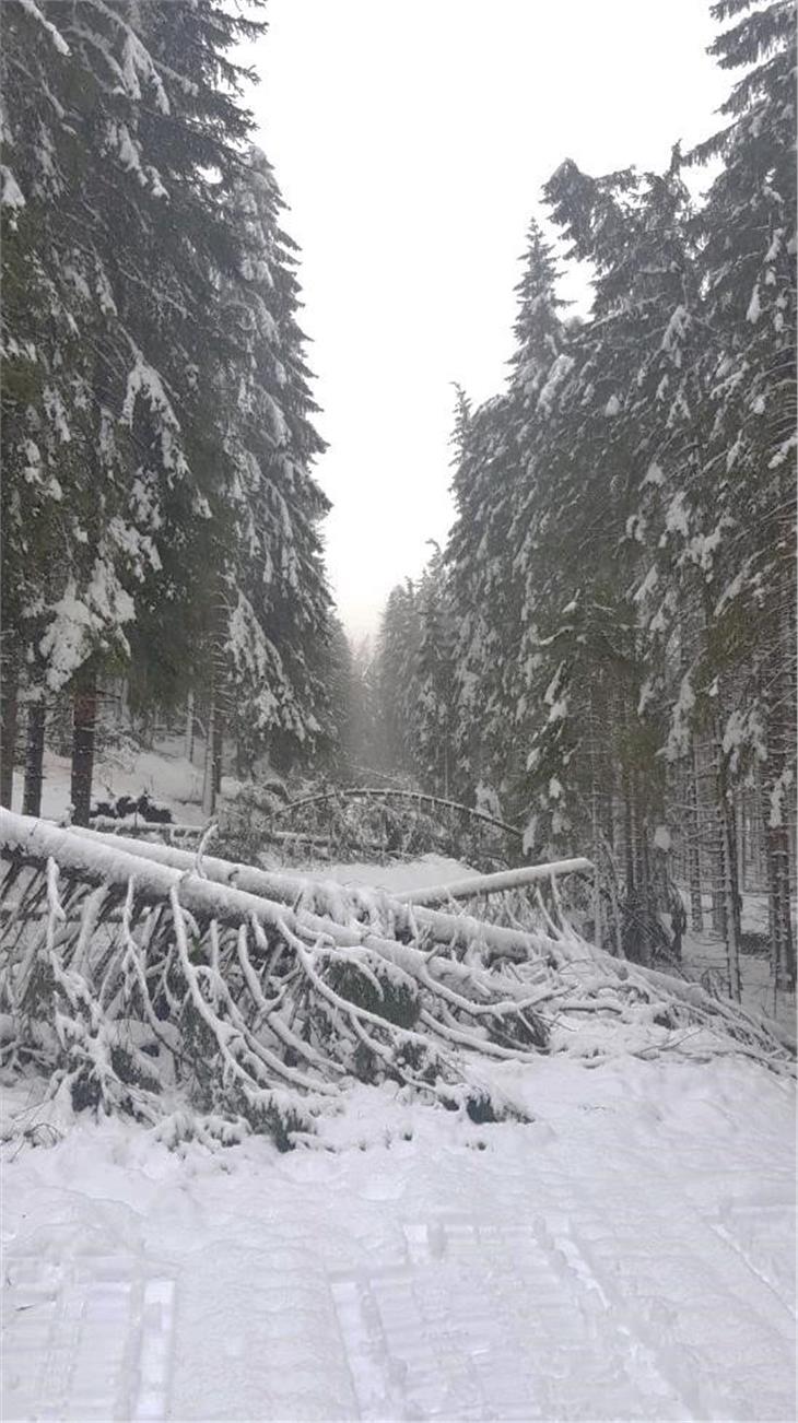 Alcuni alberi rimasti in piedi dopo Vaia sono caduti per altri episodi meteo come le forti nevicate. (Foto: Rip. Foreste)