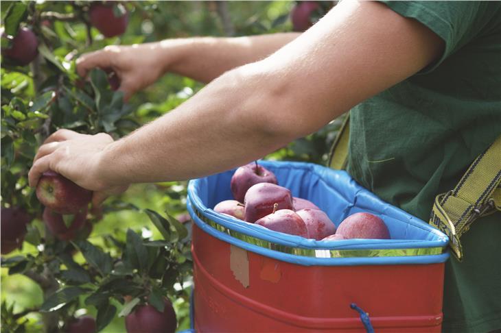 Il nuovo numero del bollettino "Mercato del lavoro news" è incentrato sul tema "Raccolta delle mele e vendemmia 2020: come l'agricoltura dell'Alto Adige ha trovato abbastanza raccoglitori" (Foto:ASP/IDM Jessica Preuhs)