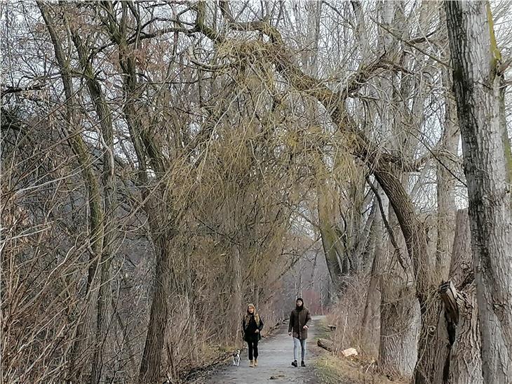 Durante i lavori lungo l'Isarco vengono rimossi rami caduti e intrappolatisi fra la vegetazione. (Foto: Sistemazione bacini montani nord/Andreas Vettori)