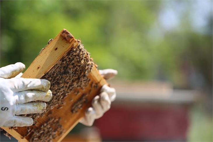 Per i nuovi apiari e apiari didattici è necessario il permesso di costruire. Lo prevedono le direttive approvate dalla Giunta provinciale. (Foto: pixabay)
