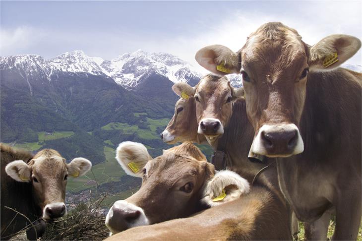 Allevamento sostenibile degli animali da latte al centro del webinar di ieri sera su "Agricoltura di montagna e zootecnia" (Foto: IDM)