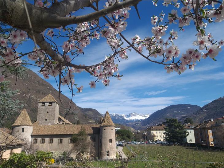 Primavera a Bolzano: piante in fiore e, sullo sfondo, il Catinaccio innevato (Foto: USP/Maja Clara)