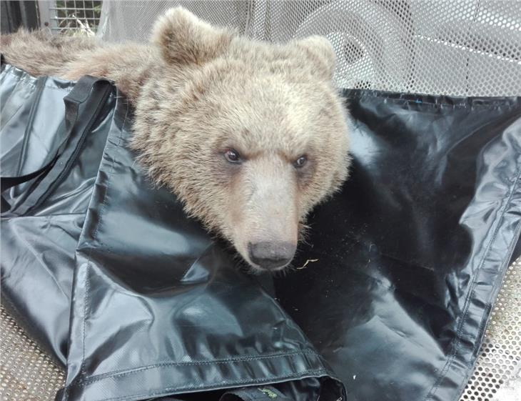 L'orso di Marlengo all'interno della trappola poco prima di essere liberato (Foto: ASP)