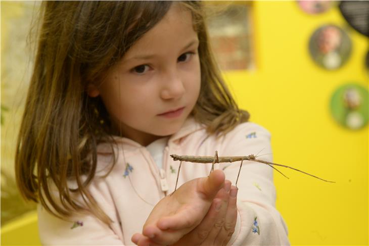 La mostra "Incredible Bugs" al Museo di scienze naturali a Bolzano (Foto: ASP)