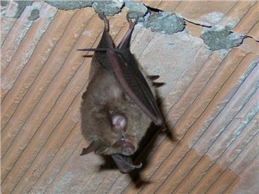 Sabato 4 al Planetarium alla scoperta dei pipistrelli