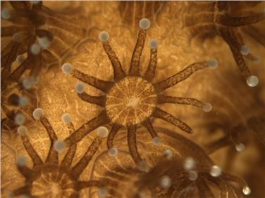 Immagine al microscopio di un corallo (Pocillopora damicornis)
