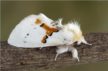 Leucodonta bicoloria (FOTO: Peter Buchner)
