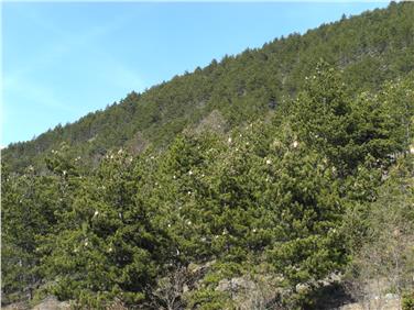 Procesionaria pino: Trattamento di lotta biologica per mezzo di elicottero con un prodotto biologico (Bacillus thuringiensis) da Vezzano in su (Foto: USP/Ispettorato Forestale Silandro)