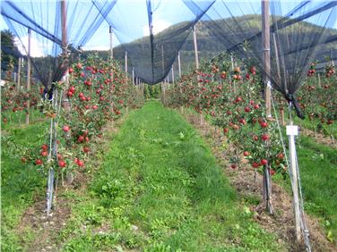 La Giunta ha fissato criteri e indennizzi nei casi di divieto di installare reti antigrandine (foto Ufficio frutticoltura e viticoltura)