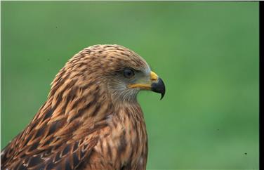 Anche i rapaci al centro del corso proposto dal Museo di scienze naturali