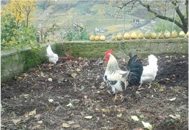Da lunedì 13 marzo, in Alto Adige, le galline potranno nuovamente essere tenute all'aperto