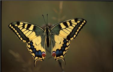 Immagine di un macaone (Papilio machaon)