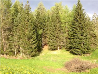 Domani, 21 marzo, primo giorno di primavera, ricorre la Giornata internazionale delle Foreste, istitutito dalla FAO. Vi aderisce anche la Ripartizione Foreste della Provincia