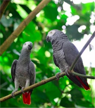 Obbligo di denuncia entro il 5 maggio per i possessori di pappagalli cenerini (Foto USP/Ufficio caccia e pesca)
