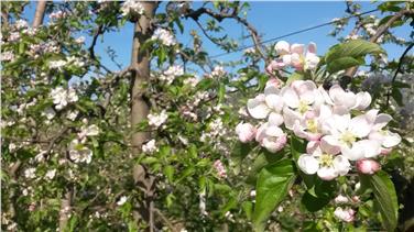 Con la crescita delle temperature la fioritura dei meli è arrivata con un paio di settimane di anticipo in Bassa Atesina (Foto USP/Servizio meteo)