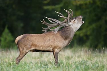 Il cervo, re del bosco
