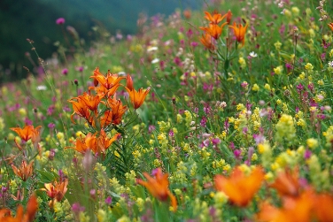 Giornata della biodiversità: l'assessore Theiner per un oculato rapporto con il paesaggio