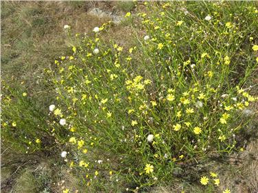 Il senecione sudafricano è pericoloso per gli animali al pascolo e per le api Foto Usp