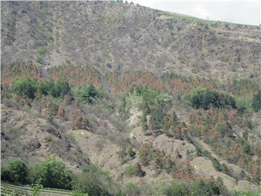 Una delle pinete in Val Venosta interessate dal fenomeno dell'arrossamento delle chiome  (Foto: USP/Ripartizione Foreste)