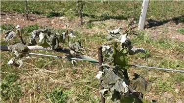 Primavera con un gran caldo, ma anche con i danni provocati dalle gelate a Termeno (Foto USP/Servizio meteo/Günther Geier)