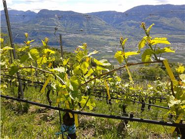 Un vitigno di Pinot bianco a Nalles: il centro Laimburg studia come modificare la coltivazione alla luce dei cambiamenti climatici (Foto USP/Laimburg)