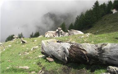 Sostegno tecnico per i gestori delle malghe che devono compilare il registro digitale per la movimentazione degli animali (Foto USP)