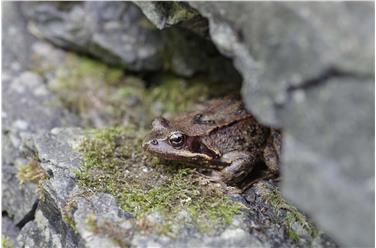 Un esemplare di rana temporanea identificato nel corso della Giornata della biodiversità