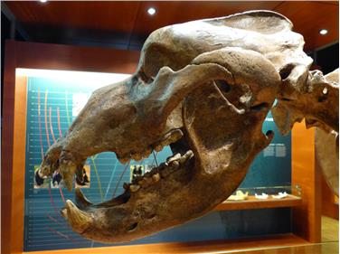 In luglio e agosto il Museum Ladin propone ogni settimana escursioni e attività per bambini per scoprire le Dolomiti, la cultura ladina e l’Ursus ladinicus