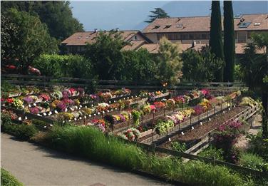 Le serre dimostrative della floricoltura Laimburg sono aperte al pubblico (Foto @Floricoltura Laimburg)