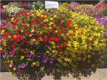 La combinazione colorata, preferita dai visitatori, è stata la CabaretTM Mix Masters Tropicana, un tris di piante composto (Foto: Floricoltura Laimburg)