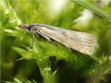 Farfalla rara ritrovata a Passo Sella dopo 110 anni. Nella foto la farfalla Agriphila biarmicus- Foto Vito Zingerle