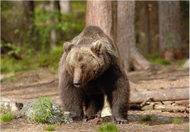 I consigli della Ripartizione foreste in caso di incontri con l'orso (Foto USP)