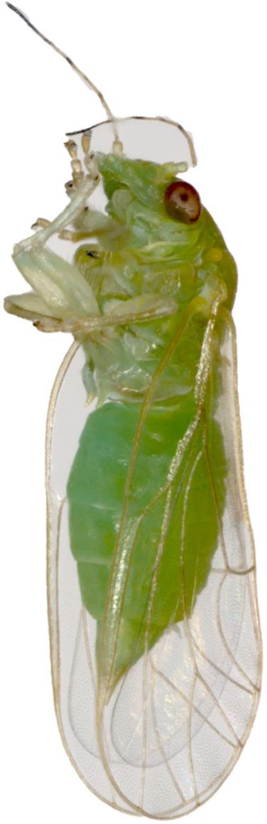 Un esemplare di Cacopsylla picta, insetti vettori della fitopatia scopazzi del melo (Foto: USP/Centro Laimburg)