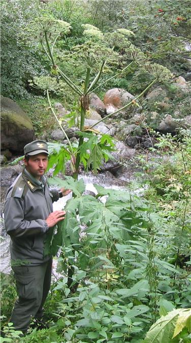 Il panace di Mantegazza può raggiungere dimensioni fino a 4 metri. Foto: Ufficio pianificazione forestale