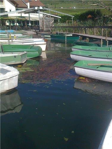Piante acquatiche spezzate nel lago di Caldaro (Foto: Agenzia per l’ambiente)