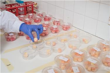 Il lavoro in laboratorio del Centro Laimburg su campioni di mela