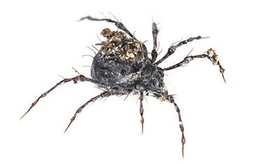 Acaro oribateo della specie Damaeus. Questi animali sono lunghi più di 1 mm e vivono nello strame (Foto Museo di scienze naturali/R. Hofer)