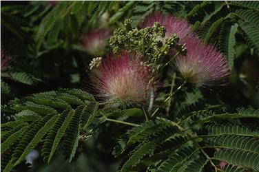 Un'immagine dell'acacia di Costantinopoli messa a dimora l'anno scorso nei Giardini di Castel Trauttmansdorff per celebrare la Giornata delle pari opportunità - Foto: USP - Giardini di Castel Trauttmansdorff