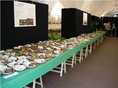 Oltre 600 specie di funghi per la mostra micologica (Foto Museo di scienze naturali/Mair)