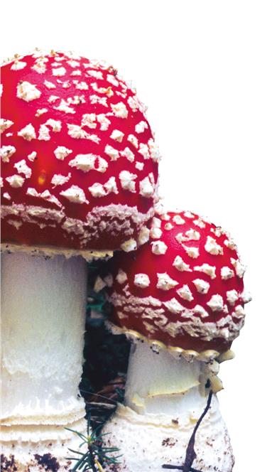 L'amanita muscaria, uno dei funghi notoriamente più velenosi