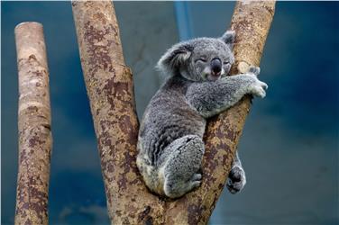 Come incasella, la nostra mente, l'immagine di un koala attaccato ad un albero? Se ne parlerà al Museo di scienze naturali il 3 ottobre