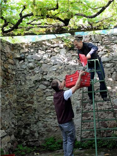 Günther Pertoll, direttore esecutivo della Cantina provinciale Laimburg (sulla scala) e Josef Terleth, collaboratore Centro di sperimentazione Laimburg durante la vendemmia alla vite Versoaln (Foto: USP/Giardini di Castel Grauttmansdorff)