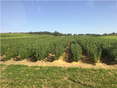 Vivaisti altoatesini: 40 di attività e collaborazione con Laimburg. Nella foto un vivaio (Foto: Centro sperimentazione Laimburg)