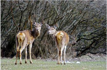 Per regolare la densità di popolazione dei cervi nel Parco nazionale dello Stelvio applicato Piano di conservazione e gestione 2017-2021 (Foto: Marco Pantanella)