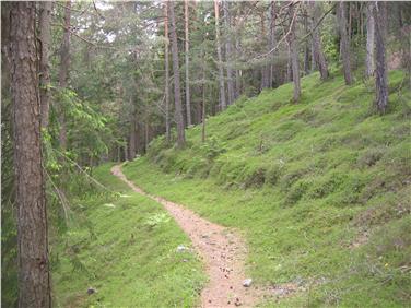 Fissato il calendario delle prossime sessioni forestali. Foto: Ufficio amministrazione forestale/Paul Zipperle
