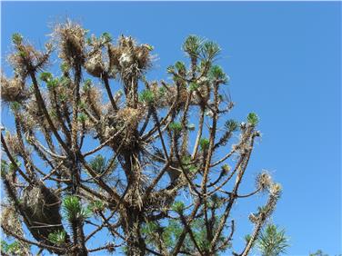 Domani trattamento con l'elicottero per combattere la processionaria del pino (Foto Ispettorato forestale Silandro)
