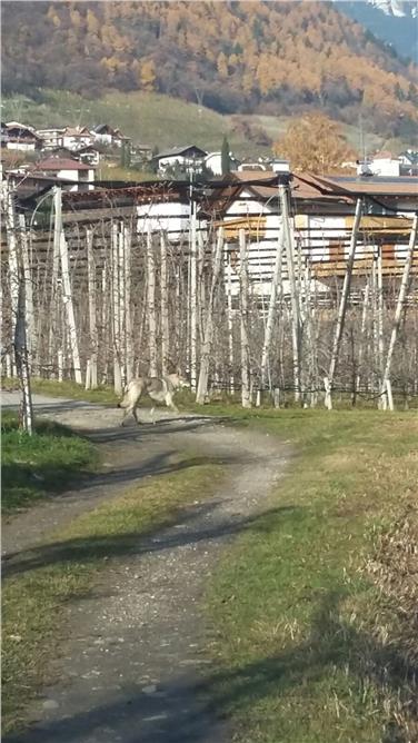 Il presunto lupo avvistato a Merano è in realtà un cane lupo cecoslovacco (Foto USP/Ufficio caccia e pesca)