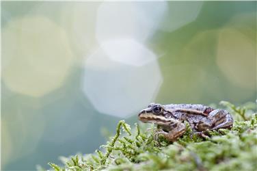 La mostra temporanea presso il centro visie Puez Odle è incentrata sugli anfibi dell'Alto Adige. Un esemplare di rana verde minore (Foto: Tetraon)