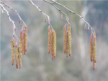 Infiorescenze aperte di ontano nell'ontaneto lungo il torrente Aurino (Foto USP/Bucher)